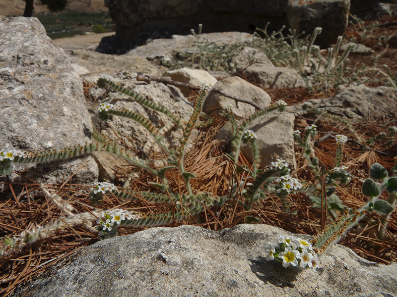 Una Boraginacea?  S, Heliotropium cfr. hirsutissimum